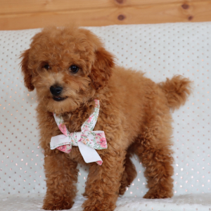 Poodle Puppy Oscar