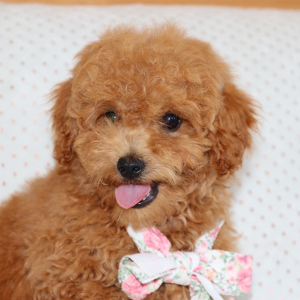 Poodle Puppy Oscar