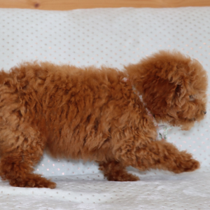 Poodle Puppy Oscar