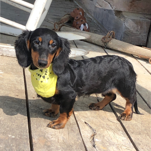 Dachshund Puppy Bella