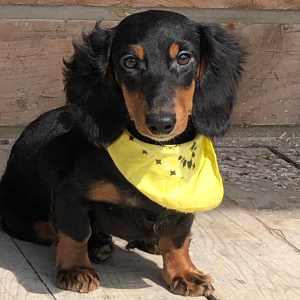 Dachshund Puppy Bella