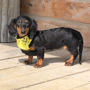 Dachshund Puppy Bella
