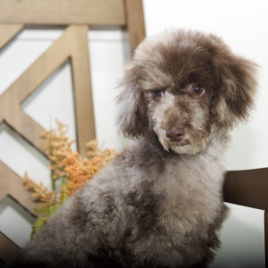 Poodle Puppy Pete