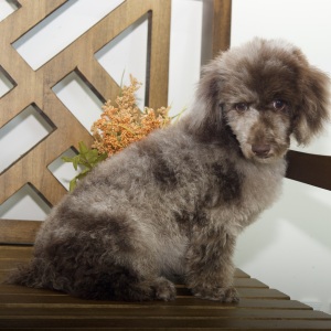 Poodle Puppy Pete