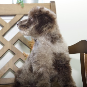 Poodle Puppy Pete