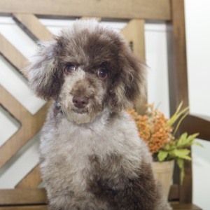 Poodle Puppy Pete
