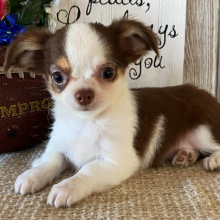 Chihuahua Puppy Davy