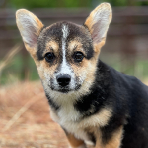 Pembroke Welsh Corgi Puppy Claire Kay