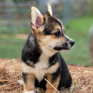 Pembroke Welsh Corgi Puppy Claire Kay