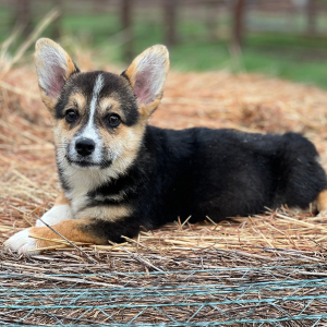 Pembroke Welsh Corgi Puppy Claire Kay