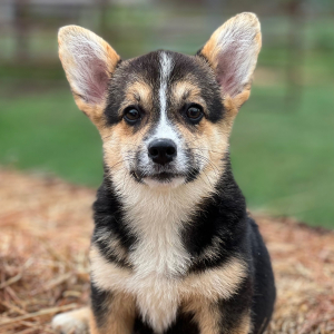 Pembroke Welsh Corgi Puppy Claire Kay