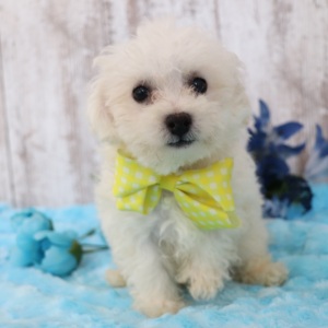 Bichonpoo Puppy Teddy