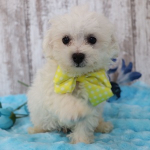 Bichonpoo Puppy Teddy