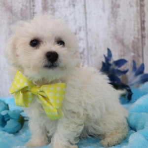 Bichonpoo Puppy Teddy