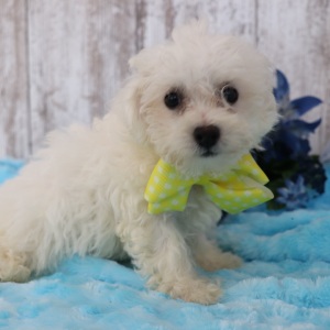 Bichonpoo Puppy Teddy