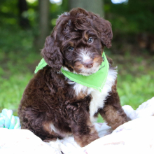 Bernedoodle Puppy Drew