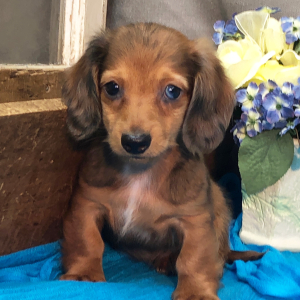 Dachshund Puppy Mash