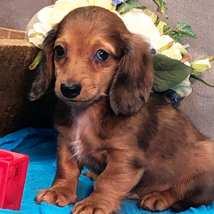 Dachshund Puppy Mash