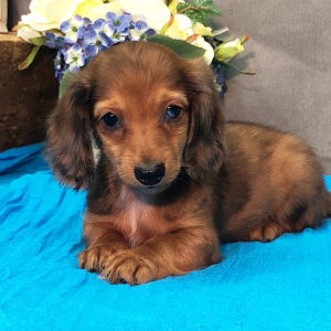 Dachshund Puppy Mash