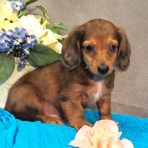 Dachshund Puppy Mash