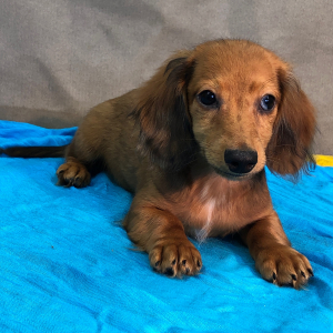 Dachshund Puppy Mash