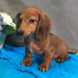 Dachshund Puppy Mash