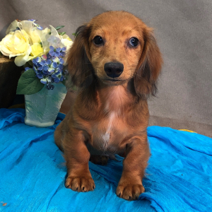 Dachshund Puppy Mash