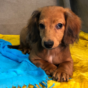 Dachshund Puppy Mash