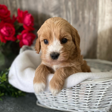 Cockapoo Puppy Jane