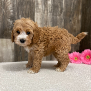 Cockapoo Puppy Jane