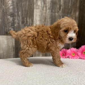 Cockapoo Puppy Jane