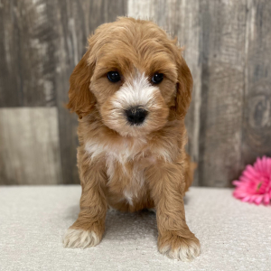 Cockapoo Puppy Jane