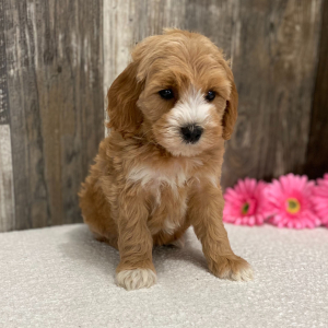 Cockapoo Puppy Jane
