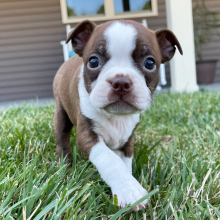Boston Terrier Puppy Cassie