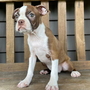 Boston Terrier Puppy Cassie