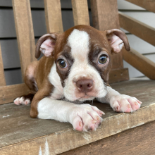 Boston Terrier Puppy Cassie