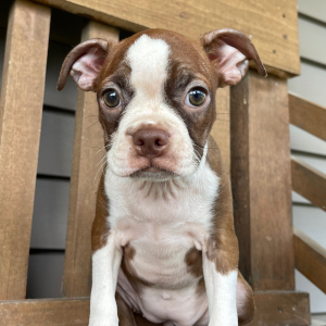 Boston Terrier Puppy Cassie