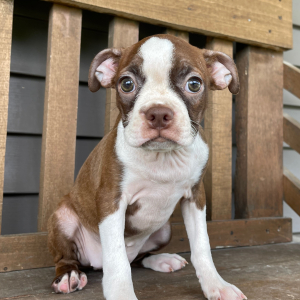Boston Terrier Puppy Cassie