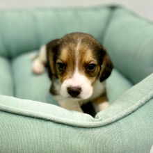 Beagle Puppy Joey
