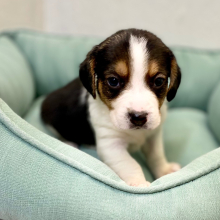 Beagle Puppy Jere