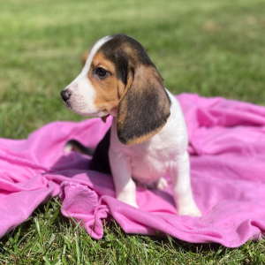 Beagle Puppy Jere
