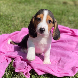 Beagle Puppy Jere