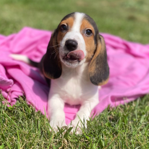 Beagle Puppy Jere