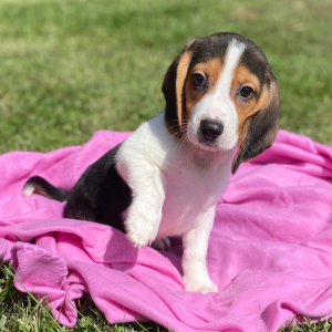 Beagle Puppy Jere
