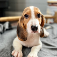 Beagle Puppy Jere