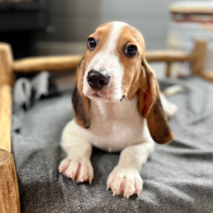 Beagle Puppy Jere