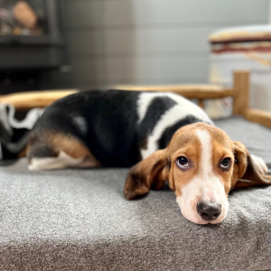 Beagle Puppy Jere