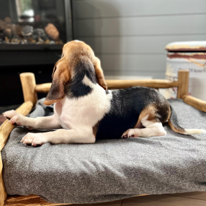 Beagle Puppy Jere