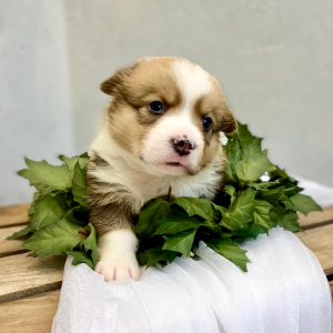 Pembroke Welsh Corgi Puppy Luka