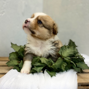Pembroke Welsh Corgi Puppy Luka